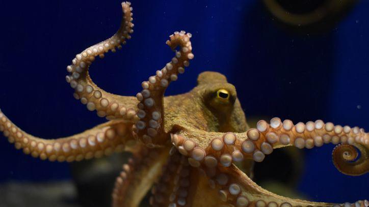 Octopus.