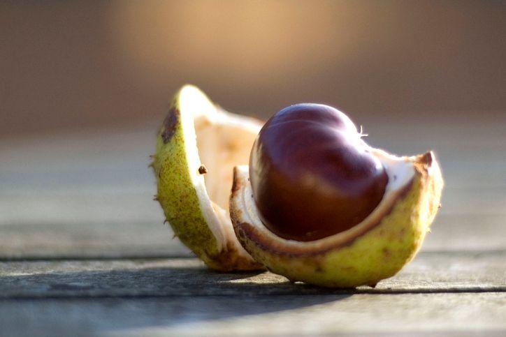 Conker in its shell.