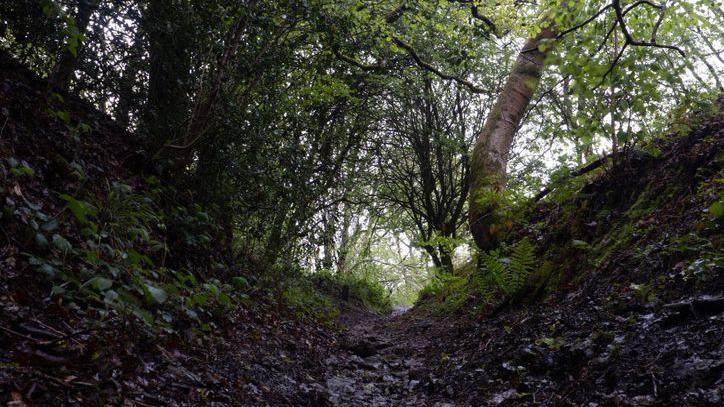 Looking up at a sunken path though woodland on a rainy summer day in the Malvern Hills.