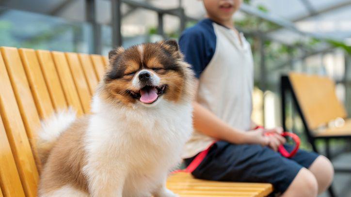 A pomeranian dog resting with its owner on a park bench.