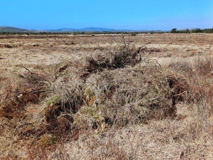 A dry area of grass and plants