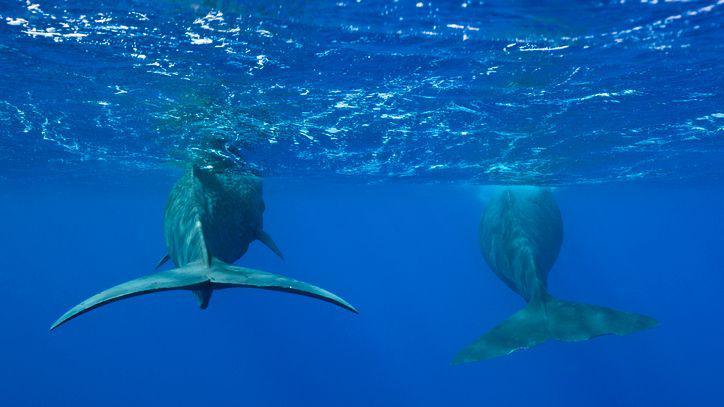 Two sperm whales swimming together.