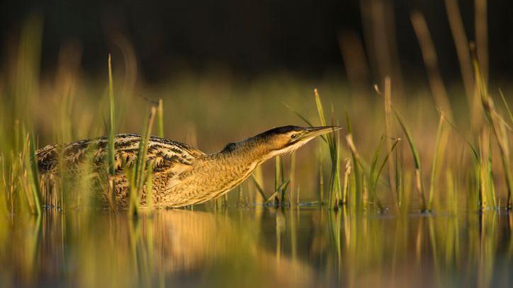 bittern on the water