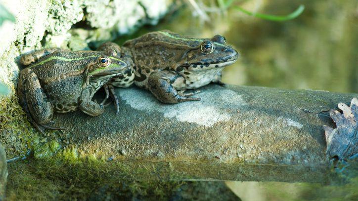 Two natterjack toads.