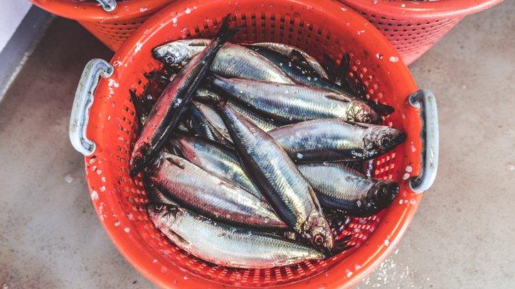 Herring in a bucket