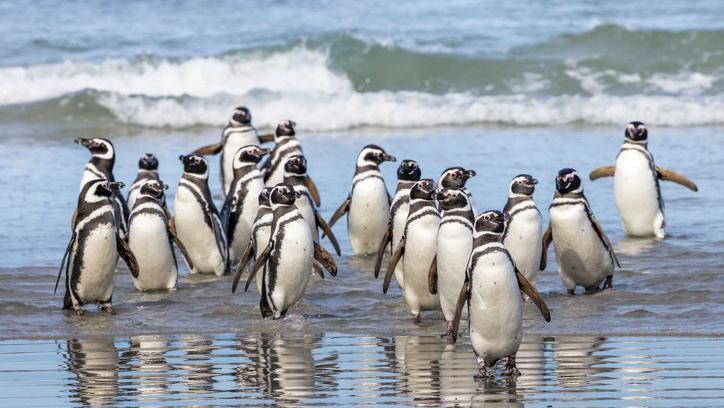 A group of Magellanic penguins all walking out of the water and on to the beach.