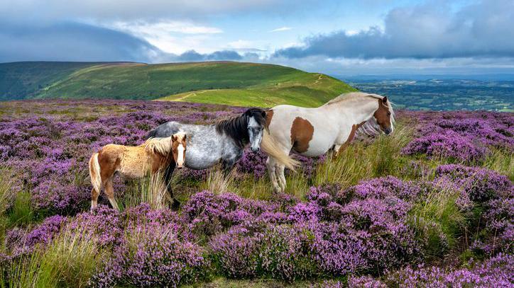 Wild horses in the heather of the Black Mountains in Wales.