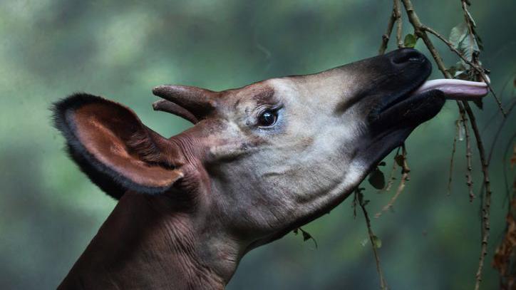 An okapi feeding on vegetation with its long tongue