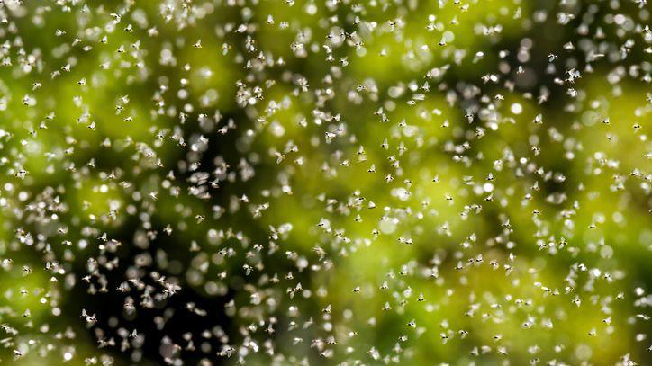Hundreds of flying ants swarming on a hot summer's day.