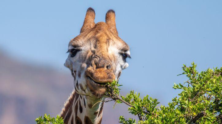 A Rothschild's giraffe eating leaves from a tree in Nakuru National Park, Kenya