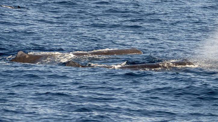 Two sperm whales at sunset off the coast of Italy.