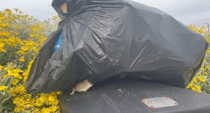 A brown rat climbing out of a bag of rubbish balanced on top of a full bin carrying food waste