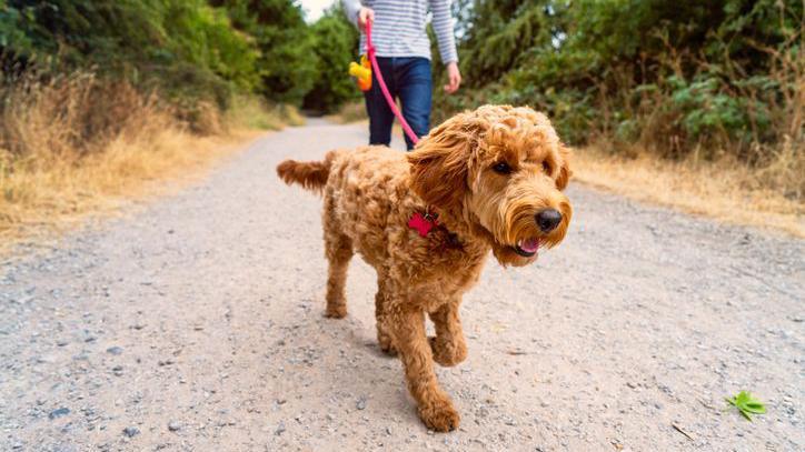 Brown dog on a lead walking on a path with its owner in jeans and a stripped top behind.