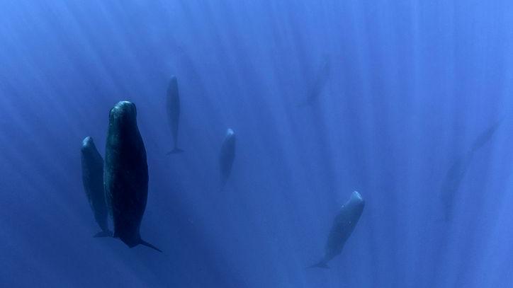 Sperm whales sleeping vertically underwater.