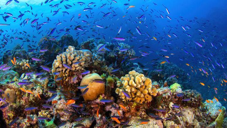 Fish swimming among coral.