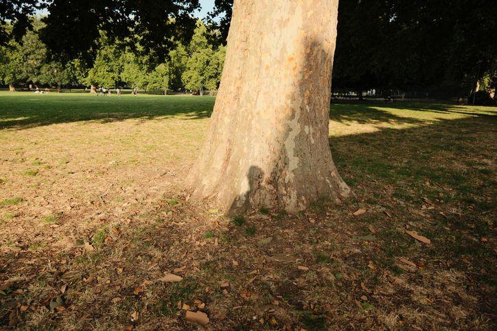 Tree in summer with leaves around its trunk.