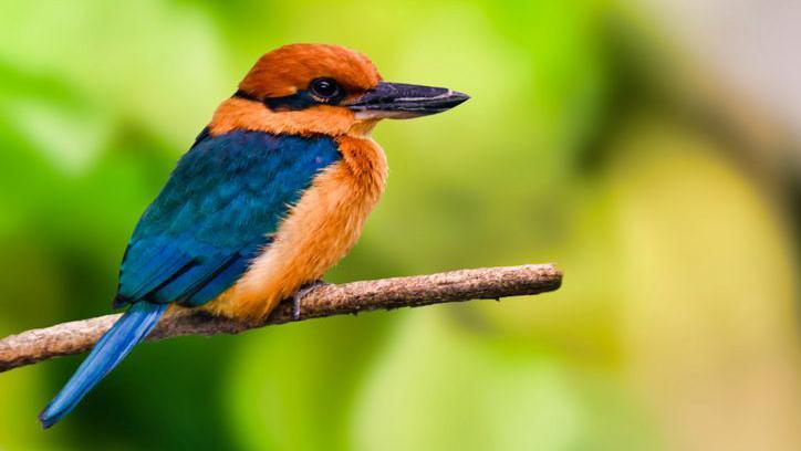 Sihek: Rare Guam kingfishers released back into wild for first time in