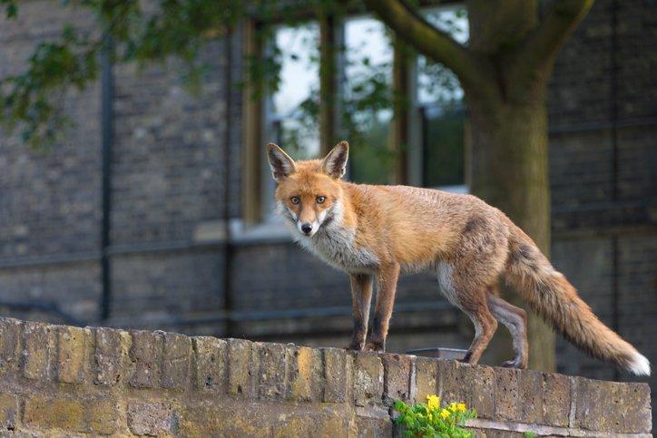 fox in garden