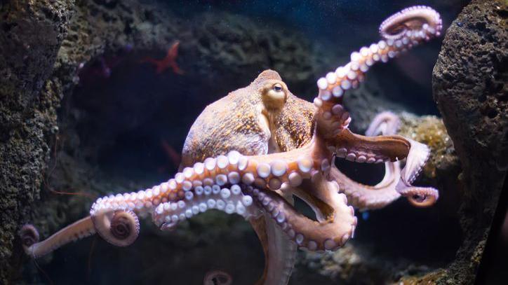 Octopus.