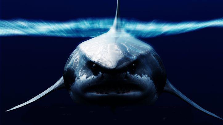 Artist's impression of a Megalodon.