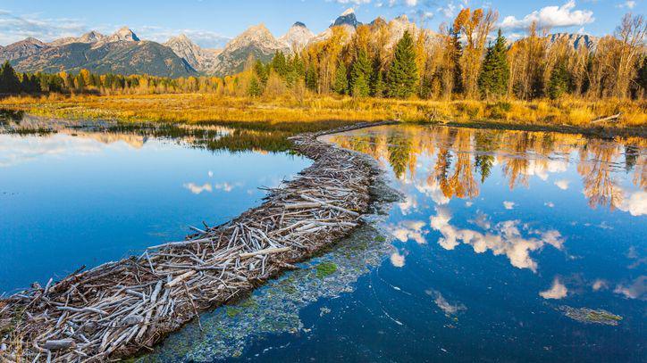 a stock photograph showing a large beaver dam near some tall mountains and fir trees under a sunny sky