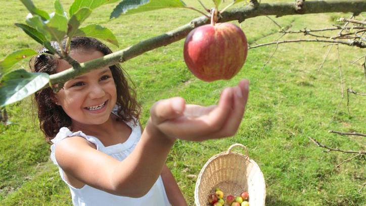 A girl picking an apple from a tree.