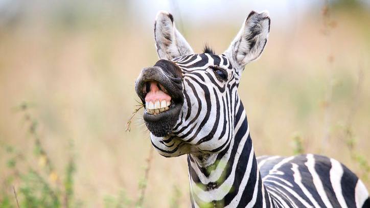 Zebra with its teeth on show, making it look as if it is smiling at the camera.