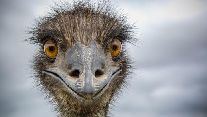 A close-up of an Australian Emu with the bird looking directly at the camera apparently with a scary smile.