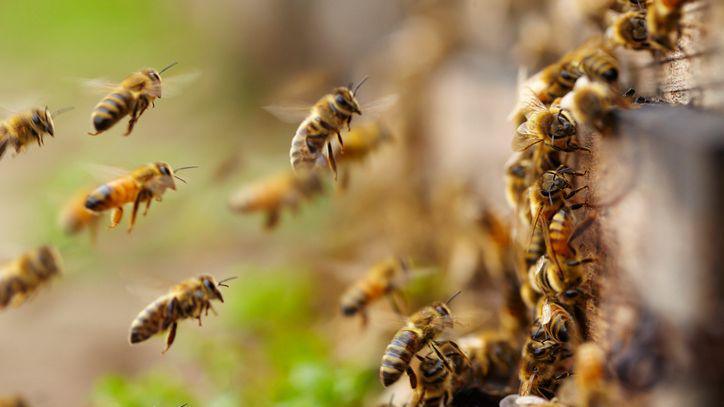 Honeybees flying.