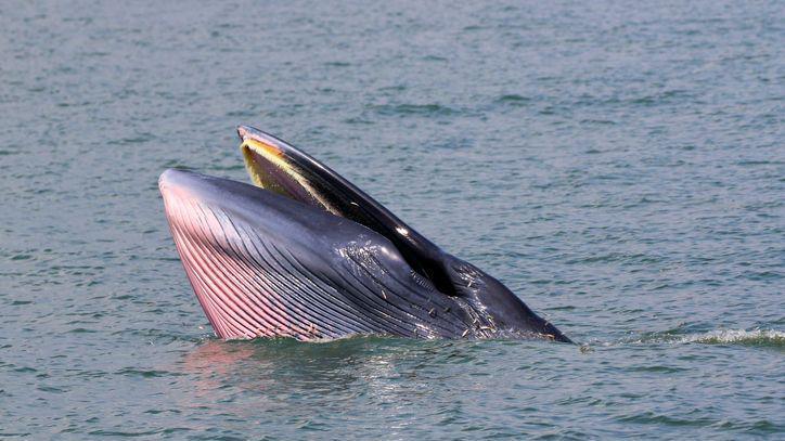 Bryde’s whale