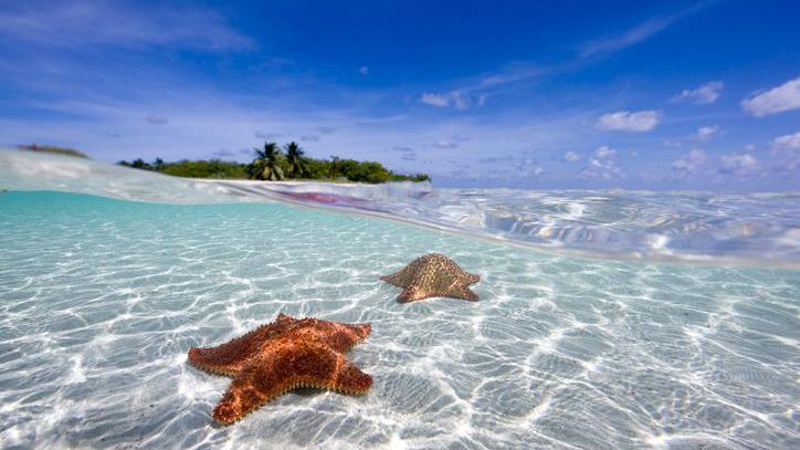 Two starfish in the water off the Cayman Islands.