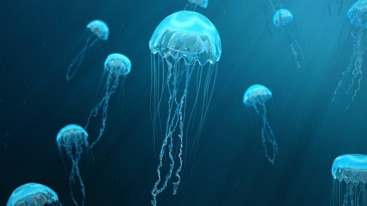 jellyfish