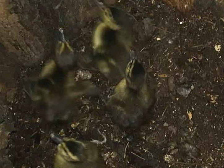 Ducklings-stuck-in-a-tree.