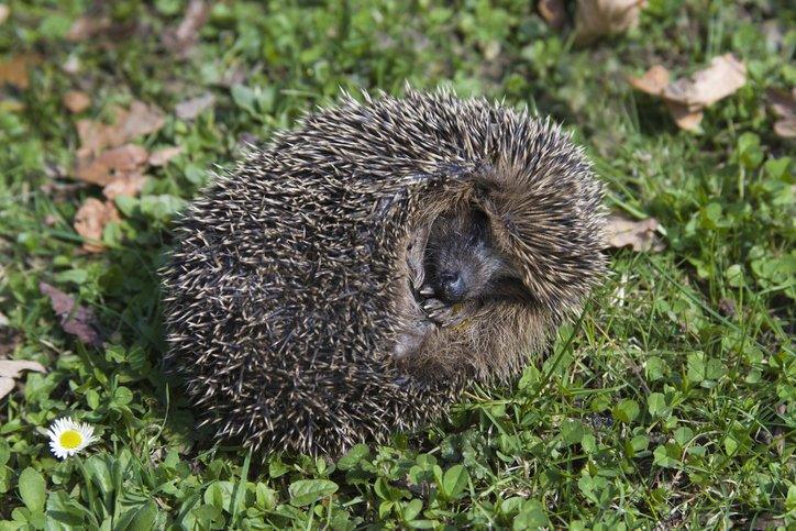 hedgehog in a bal