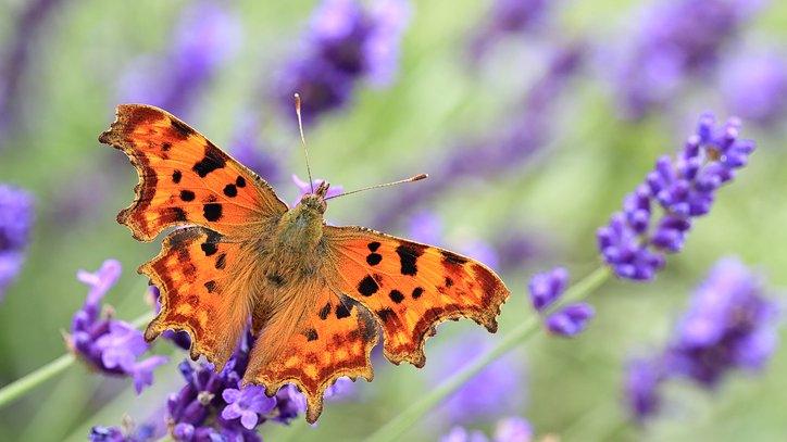 butterfly on flowers