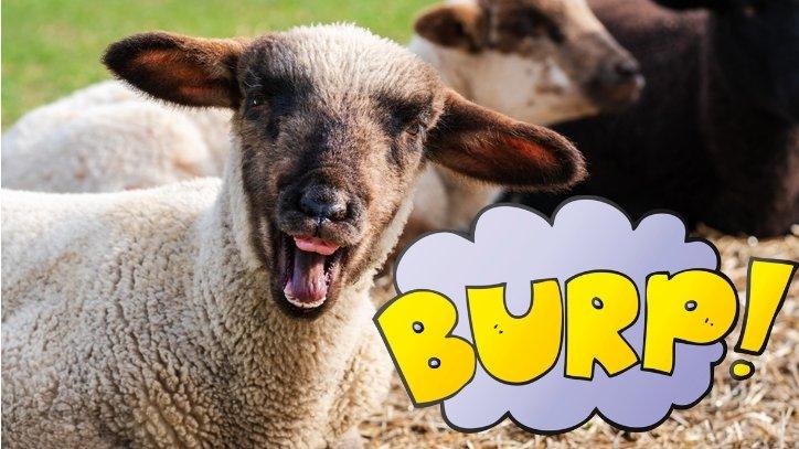 Funny sheep burping