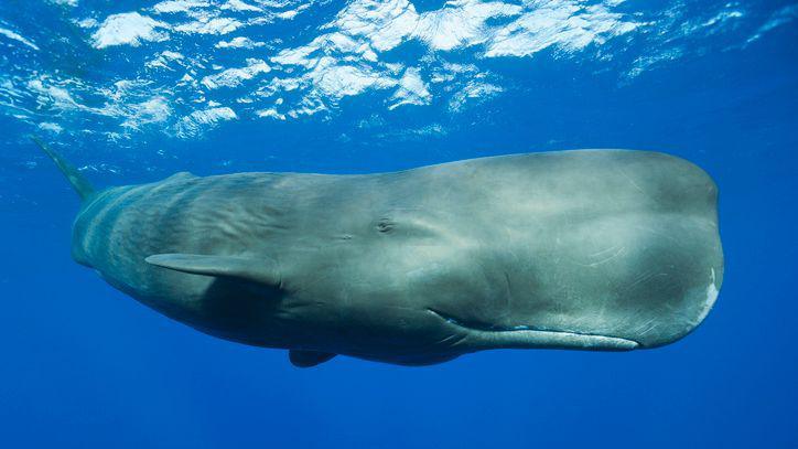 A close-up of a sperm whale underwater.