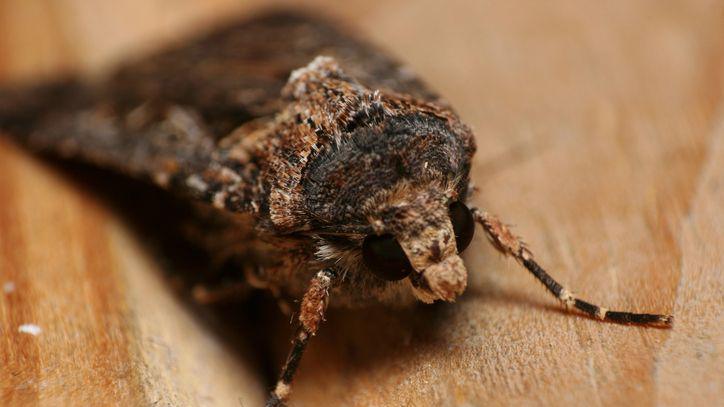 Close-up of a bogong moth.