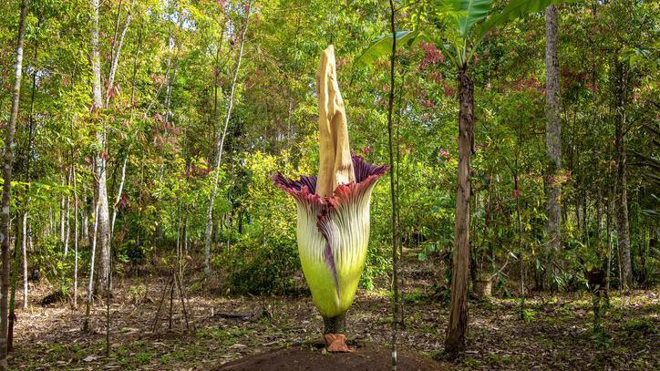 The Titan Arum plant in Sumatra, Indonesia.