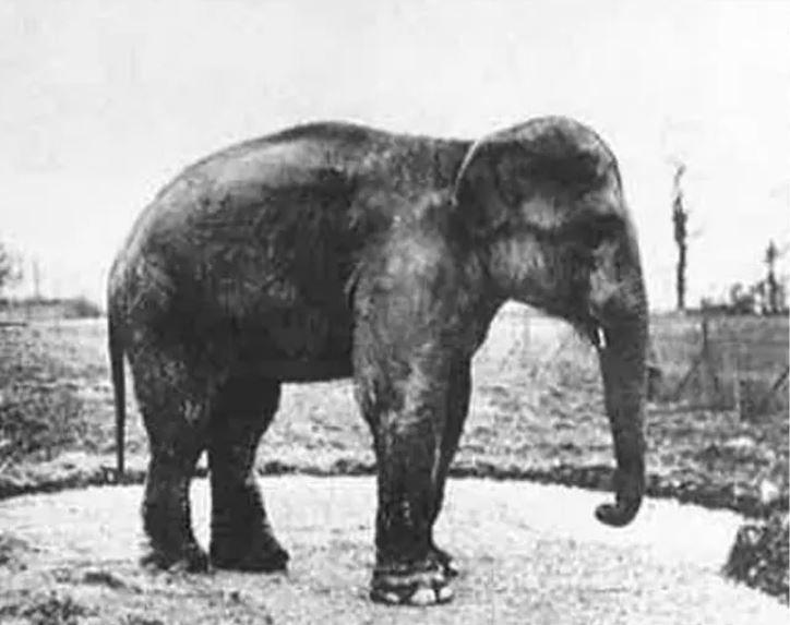 A black and white image of Rosie the elephant. She is standing sideways on to the camera, looking to the right of the camera