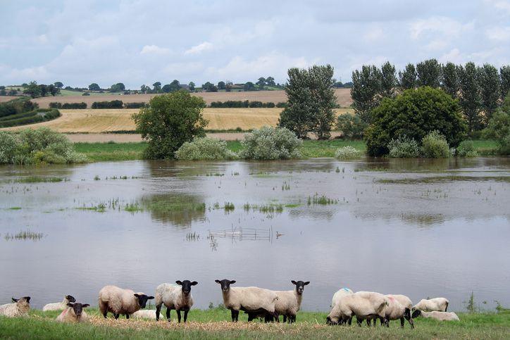 sheep next to flooded field