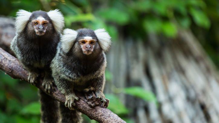 Two marmoset monkeys on a branch.