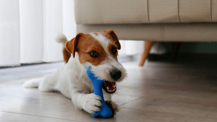 Jack Russel terrier puppy playing with blue rubber bone.