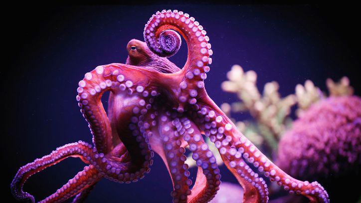 An octopus.
