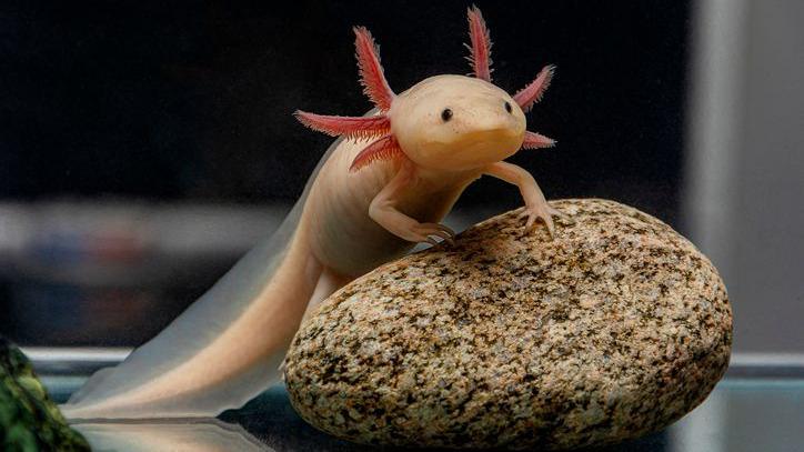 An axolotl resting on a stone.