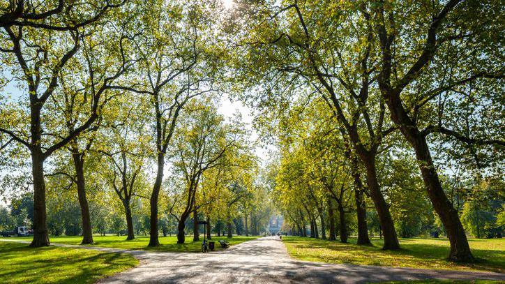 A tree lined Hyde Park in London.