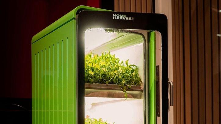 A green home growing device. It looks like a mini-fridge with salad leaves on a shelf inside.