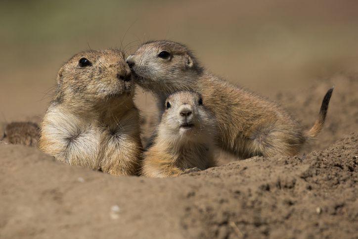 Prairie dog family