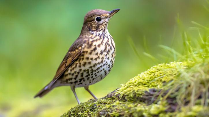 A song thrush.