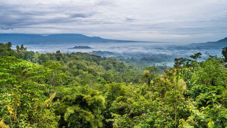 Tropical rainforest in Indonesia.